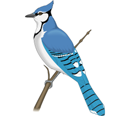 Bluejay